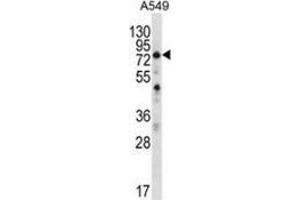Western blot analysis in A549 cell line lysates (35ug/lane) using SPATA7 / HSD3  Antibody (C-term). (SPATA7 antibody  (C-Term))
