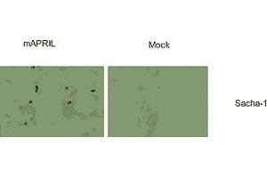 Immunostaining of  cells transfected with a murine APRIL expression plasmid (left panels), or mock transfected (right panel). (TNFSF13 antibody  (AA 16-108, AA 105-250))