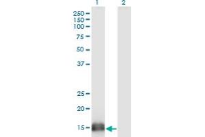 Western Blot analysis of SUMO2 expression in transfected 293T cell line by SUMO2 monoclonal antibody (M06), clone 2H8. (SUMO2 antibody  (AA 1-95))