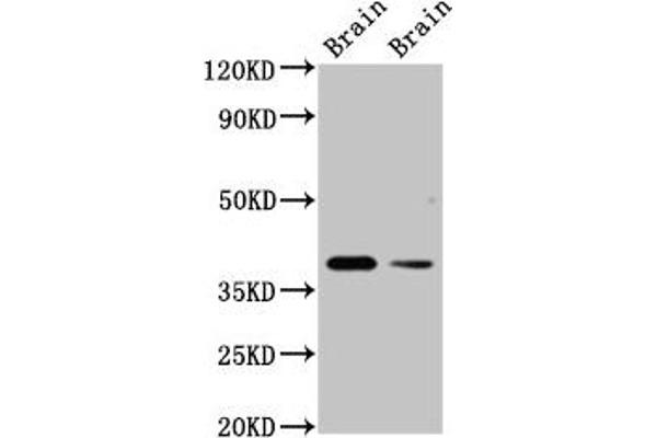 TAAR5 antibody  (AA 1-34)