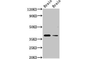 Western Blot Positive WB detected in: Rat brain tissue, Mouse brain tissue All lanes: TAAR5 antibody at 3 μg/mL Secondary Goat polyclonal to rabbit IgG at 1/50000 dilution Predicted band size: 39 kDa Observed band size: 39 kDa (TAAR5 antibody  (AA 1-34))