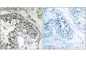 Immunohistochemistry analysis of paraffin-embedded human testis tissue, using PPP1R1C Antibody.