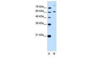 Image no. 2 for anti-BMP2 Inducible Kinase (BMP2K) (AA 551-600) antibody (ABIN320728) (BMP2K antibody  (AA 551-600))