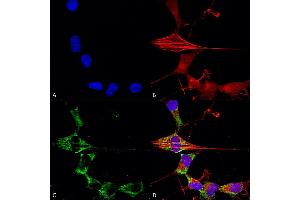 Immunocytochemistry/Immunofluorescence analysis using Mouse Anti-FGFA/FHFA (pan) Monoclonal Antibody, Clone S235-22 (ABIN1741071). (FGF13 antibody  (AA 2-18))