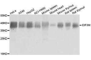 Western blot analysis of extracts of various cell lines, using EIF3M antibody. (Eukaryotic Translation Initiation Factor 3, Subunit M (EIF3M) (AA 1-374) antibody)
