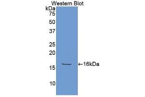Western Blotting (WB) image for anti-Low Density Lipoprotein Receptor-Related Protein 1 (LRP1) (AA 4441-4544) antibody (ABIN1859704) (LRP1 antibody  (AA 4441-4544))