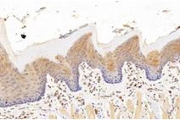 KCNK7 antibody