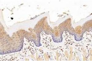 Immunohistochemistry analysis of paraffin-embedded rat tongue using,KCNK7 (ABIN7075149) at dilution of 1: 1200 (KCNK7 antibody)