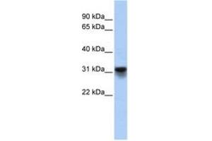 Image no. 1 for anti-KDEL (Lys-Asp-Glu-Leu) Endoplasmic Reticulum Protein Retention Receptor 3 (kDELR3) (AA 71-120) antibody (ABIN6743435) (KDELR3 antibody  (AA 71-120))