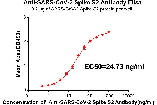 SARS-CoV-2 Spike S2 antibody