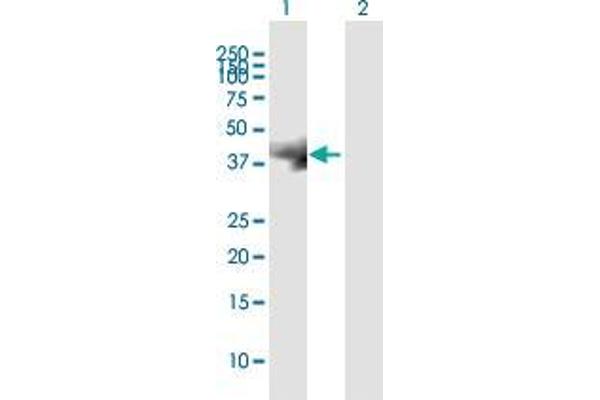 C19orf46 antibody  (AA 1-291)