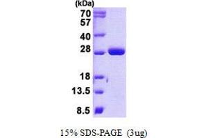 Image no. 1 for MOB Kinase Activator 1B (MOB1B) protein (His tag) (ABIN1098576)