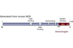 Image no. 1 for anti-Nitric Oxide Synthase 2, Inducible (NOS2) (AA 961-1144) antibody (ABIN967906) (NOS2 antibody  (AA 961-1144))