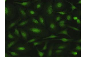 Immunofluorescence of purified MaxPab antibody to MPZL1 on HeLa cell. (MPZL1 antibody  (AA 1-269))