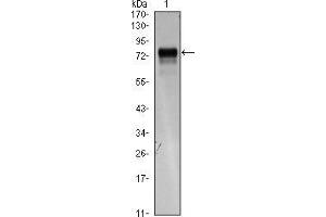 Western blot analysis using FLT4 mAb against FLT4(AA: 25-330)-hIgGFc transfected HEK293 cell lysate. (FLT4 antibody)