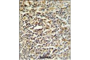SGF29 Antibody (C-term) (ABIN651333 and ABIN2840193) IHC analysis in formalin fixed and paraffin embedded human spleen tissue followed by peroxidase conjugation of the secondary antibody and DAB staining. (SGF29 antibody  (C-Term))