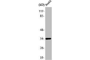 Western Blot analysis of HeLa cells using ATF-1 Polyclonal Antibody (AFT1 antibody  (C-Term))