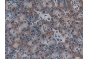 Detection of PDIA4 in Human Pancreas Tissue using Polyclonal Antibody to Protein Disulfide Isomerase A4 (PDIA4) (PDIA4 antibody  (AA 505-636))