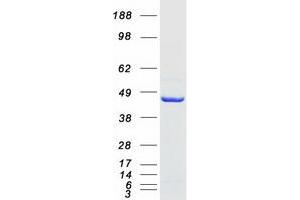 Validation with Western Blot (LANCL1 Protein (Transcript Variant 1) (Myc-DYKDDDDK Tag))