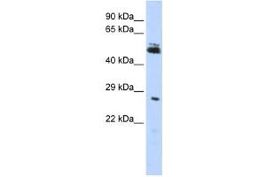 Western Blotting (WB) image for anti-Ring Finger Protein 212 (RNF212) antibody (ABIN2458754) (RNF212 antibody)