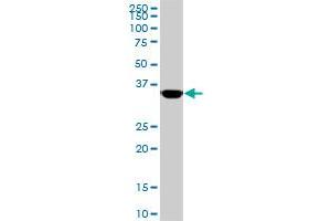 MEOX2 monoclonal antibody (M02), clone 5A6. (MEOX2 antibody  (AA 1-303))