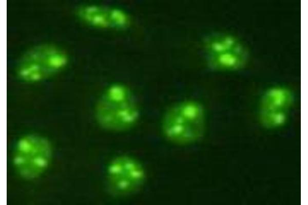 PGBD5 antibody