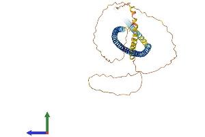 AlphaFold protein structure predicition of Human Recombinant GOLGA8DP Protein, UniprotID Q0D2H9 (GOLGA8DP Protein (AA 1-430) (His tag))