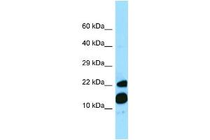 WB Suggested Anti-MRFAP1 Antibody Titration: 1.