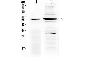 Western Blotting (WB) image for anti-Tumor Necrosis Factor Receptor Superfamily, Member 1A (TNFRSF1A) (AA 89-145) antibody (ABIN5518883)