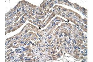 Neuroplastin antibody was used for immunohistochemistry at a concentration of 4-8 ug/ml to stain Skeletal muscle cells (arrows) in Human Muscle. (NPTN antibody  (Middle Region))