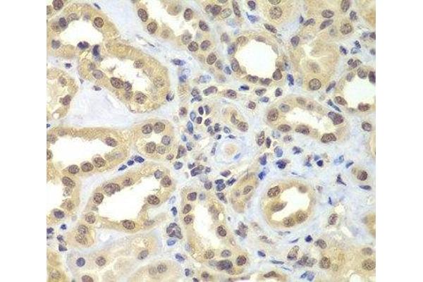 FAM48A/P38IP antibody