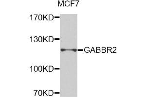 Western blot analysis of extracts of MCF-7 cells, using GABBR2 antibody (ABIN5975417) at 1/1000 dilution. (GABBR2 antibody)