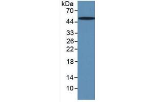 Mouse Capture antibody from the kit in WB with Positive Control: Human liver lysate. (TGFB1 CLIA Kit)