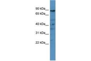 Image no. 1 for anti-phosphodiesterase 8A (PDE8A) (AA 551-600) antibody (ABIN6746531)