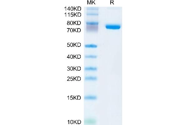 SEMA7A Protein (AA 45-648) (His tag)