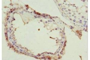 Immunohistochemistry of paraffin-embedded human testis tissue using ABIN7161740 at dilution of 1:100 (NSFL1C antibody  (AA 1-185))