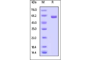 CD40 (CD40) (AA 21-193) (Active) protein (Fc Tag,AVI tag,Biotin)