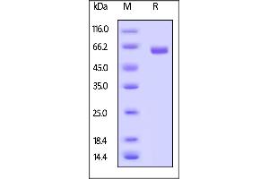 Biotinylated Human CD40, Fc,Avitag™ (MALS verified) on  under reducing (R) condition.