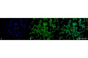 Immunocytochemistry/Immunofluorescence analysis using Rat Anti-TCP1-alpha Monoclonal Antibody, Clone 23c . (TCP1 alpha/CCTA antibody  (C-Term) (PE))