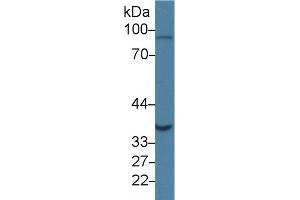 Western Blot; Sample: Human Jurkat cell lysate; Primary Ab: 1µg/ml Rabbit Anti-Human GLRX3 Antibody Second Ab: 0. (GLRX3 antibody  (AA 10-117))