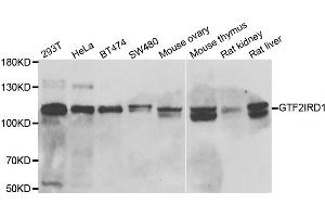 Western blot analysis of extracts of various cell lines, using GTF2IRD1 antibody (ABIN5973976) at 1/1000 dilution.