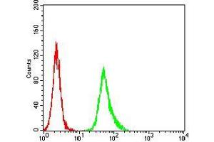 Flow cytometric analysis of Hela cells using ESR1 mouse mAb (green) and negative control (red). (Estrogen Receptor alpha antibody  (AA 2-185))