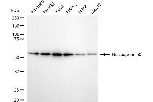 Western blotting analysis using Nucleoporin 50 antibody (ABIN7799678).