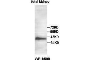 Western blot analysis of fetal kidney lysate, using AADACL2 antibody. (AADACL2 antibody  (AA 171-378))