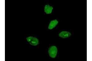 Immunofluorescence of monoclonal antibody to MKRN3 on HeLa cell. (MKRN3 antibody  (AA 437-507))