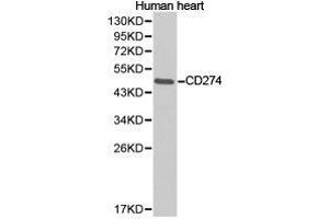 Western Blotting (WB) image for anti-CD274 (PD-L1) antibody (ABIN1871607) (PD-L1 antibody)