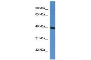 Image no. 1 for anti-PRP38 Pre-mRNA Processing Factor 38 (Yeast) Domain Containing A (PRPF38A) (C-Term) antibody (ABIN6746890) (PRPF38A antibody  (C-Term))