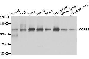 Western blot analysis of extracts of various cell lines, using COPB2 antibody (ABIN5974232) at 1/1000 dilution. (COPB2 antibody)