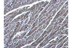 IHC-P Image MDH2 antibody detects MDH2 protein at mitochondria on mouse heart by immunohistochemical analysis. (MDH2 antibody)