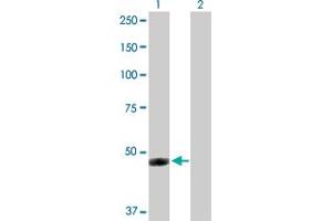 Western Blot analysis of IFI44 expression in transfected 293T cell line by IFI44 MaxPab polyclonal antibody. (IFI44 antibody  (AA 1-444))